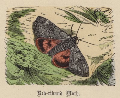 Kırmızı şeritli Güve (renkli gravür) by Friedrich Specht