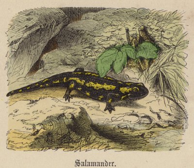 Semender (renkli gravür) by Friedrich Specht