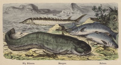 Sinsi Silourus, Mersin balığı, Somon (renkli gravür) by Friedrich Specht