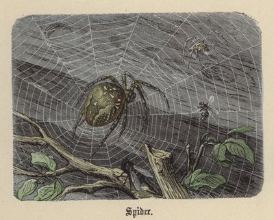 Örümcek (renkli gravür) by Friedrich Specht