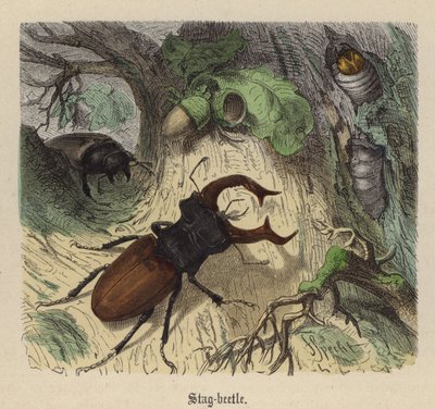 Geyik böceği (renkli gravür) by Friedrich Specht