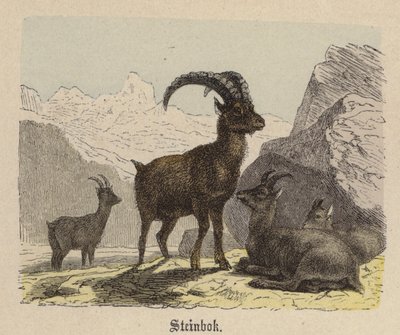 Steinbok (renkli gravür) by Friedrich Specht