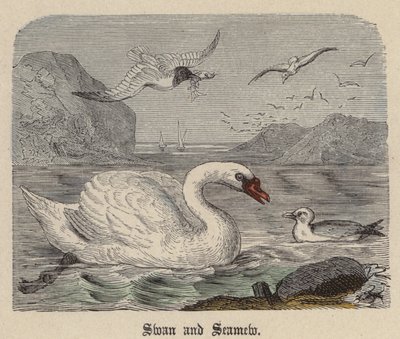 Kuğu ve Deniz yosunu (renkli gravür) by Friedrich Specht