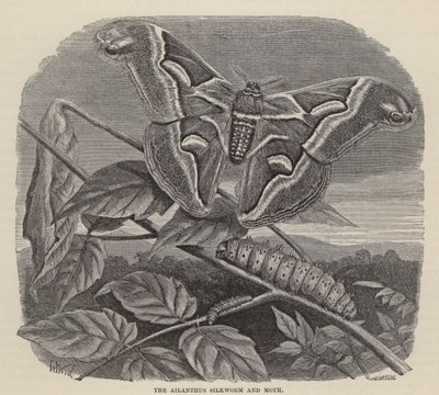 Ailanthus İpekböceği ve Güve (gravür) by Friedrich Specht