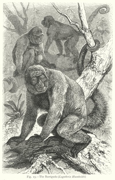 Barrigudo (Lagothrix Humboldti) (gravür) by Friedrich Specht