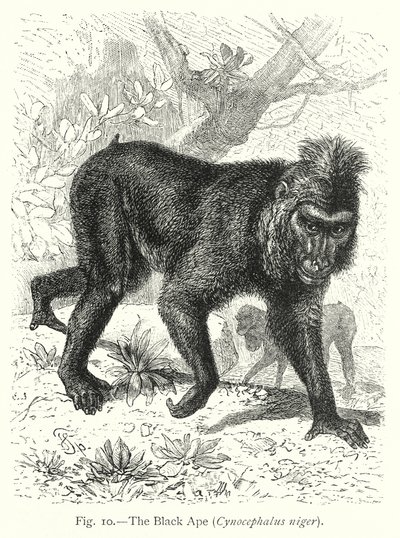 Kara Maymun (Cynocephalus Niger) (gravür) by Friedrich Specht