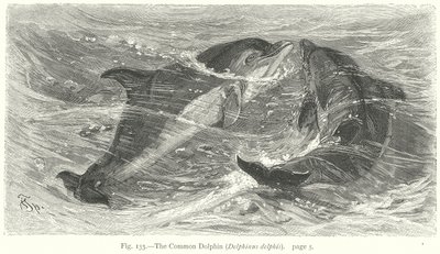 Bayağı Yunus (Delphinus Delphis) (gravür) by Friedrich Specht