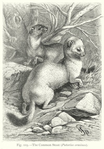 Bayağı Stoat (Putorius Erminea) (gravür) by Friedrich Specht
