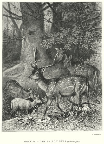 Alageyik (Dama Vulgaris) (gravür) by Friedrich Specht