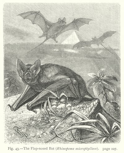 Kanat Burunlu Yarasa (Rhinopoma Microphyllum) (gravür) by Friedrich Specht