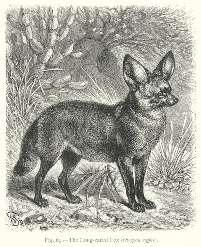 Uzun Kulaklı Tilki (Otocyon Caffer) (gravür) by Friedrich Specht