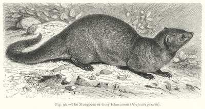 Firavun Faresi veya Gri Ichneumon (Herpestes Griseus) (gravür) by Friedrich Specht