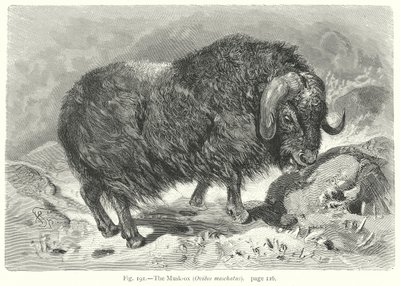 Misk Öküzü (Ovibos Moschatus) (gravür) by Friedrich Specht