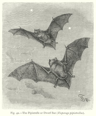 Pipistrelle veya Cüce Yarasa (Vesperugo Pipistrellus) (gravür) by Friedrich Specht
