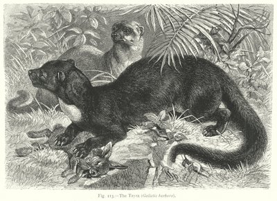Tayra (Galictis Barbara) (gravür) by Friedrich Specht