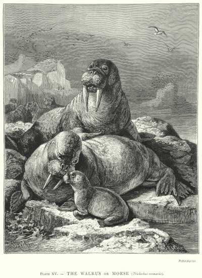 Deniz Aygırı veya Mors (Trichechus Rosmarus) (gravür) by Friedrich Specht