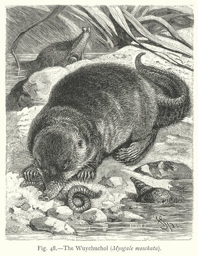 Wuychuchol (Myogale Moschata) (gravür) by Friedrich Specht