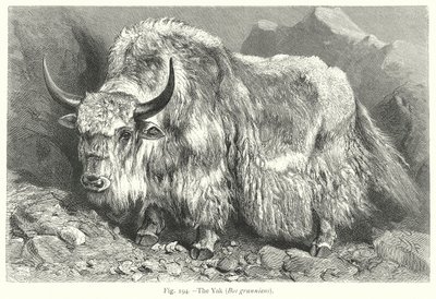 Yak (Bos Grunniens) (gravür) by Friedrich Specht