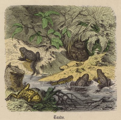 Kurbağalar (renkli gravür) by Friedrich Specht