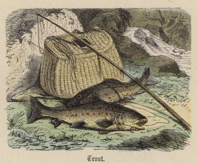 Alabalık (renkli gravür) by Friedrich Specht