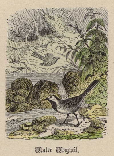 Su Kuyruğu (renkli gravür) by Friedrich Specht