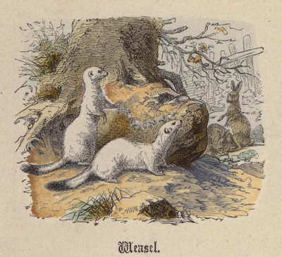 Gelincik (renkli gravür) by Friedrich Specht