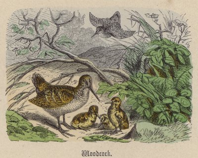 Woodcock (renkli gravür) by Friedrich Specht