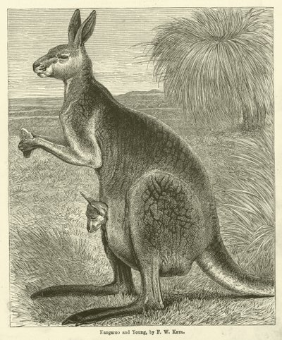Kanguru ve Genç (gravür) by Friedrich Wilhelm Keyl
