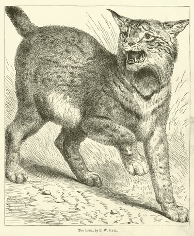 Lynx (gravür) by Friedrich Wilhelm Keyl