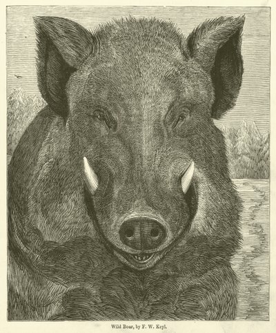 Yaban Domuzu (gravür) by Friedrich Wilhelm Keyl