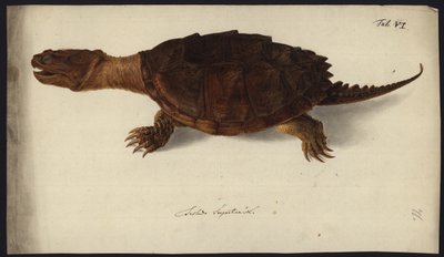 Chelydra serpentina, 1792