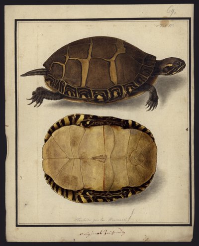 Chrysemys picta, 1792
