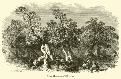 Oliveras