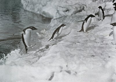Buz Ayaklarına Atlayan Penguenler, c1911, 1913. by G. Murray Levick