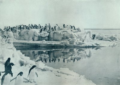 Buz Ayaklı Penguenler, c1911, 1913 by G. Murray Levick