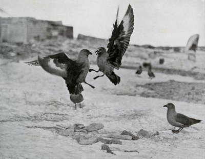 Skua Martıları Bazı Ballar İçin Dövüşüyor, 1911, 1913 by G. Murray Levick