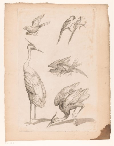Balıkçıllar ve Conures Dahil Yedi Çin Kuşu Çeşitli Çin kuşları (dizi başlığı) Livre des Differentes éspeces d