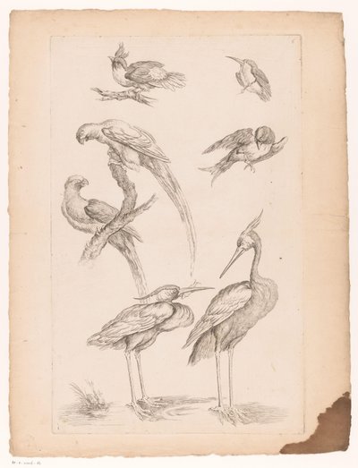 Balıkçıllar ve Conures Dahil Yedi Çin Kuşu Çeşitli Çin kuşları (dizi başlığı) Livre des Differentes éspeces d