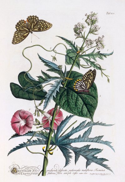 1. Abutilon, 2. Konvolvulus, c. 1748 el renkli gravür. by "Georg Dionysius Ehret