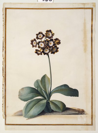 Mor Alacalı Bir Aurikula by Georg Dionysius Ehret