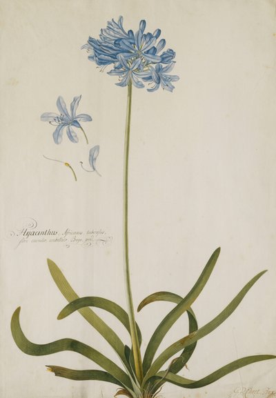 Agapanthus, by Georg Dionysius Ehret