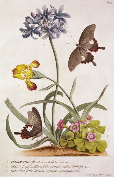 Agapanthus africanus, Iris variegata ve bir Oxalis türü, "Plantae and Papiliones Rariores", 1749 by Georg Dionysius Ehret