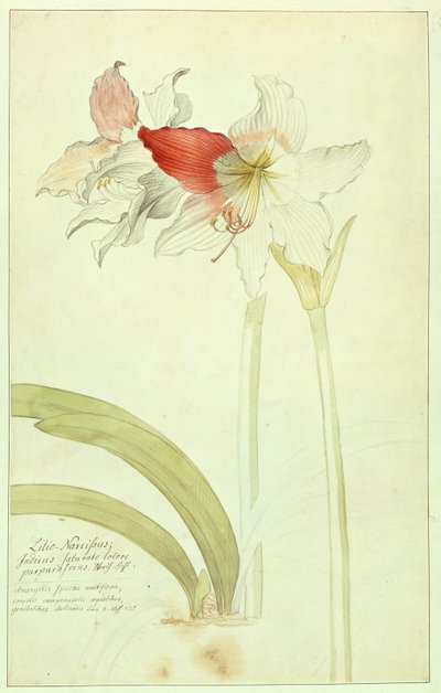 Amaryllis: Lilio-Nergis, İndicus by Georg Dionysius Ehret