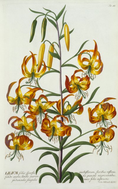 Amerikan Turkscap Lily, c. 1740 el renkli gravür. by "Georg Dionysius Ehret