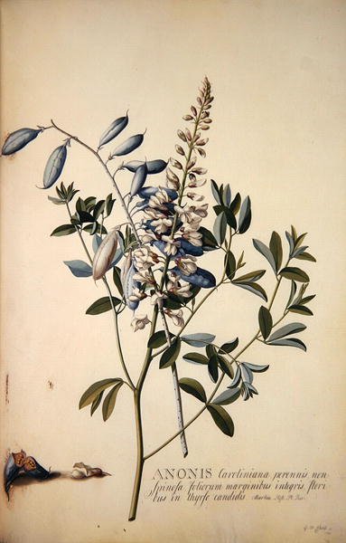 Anonis veya Dinlenme Tırmığı by Georg Dionysius Ehret