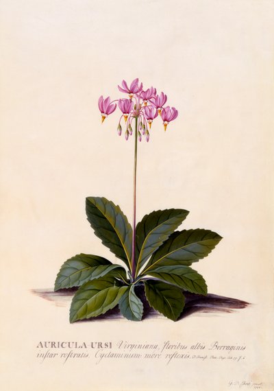 Auricula Ursi Kayan Yıldız, c. 1744 el renkli gravür. by "Georg Dionysius Ehret