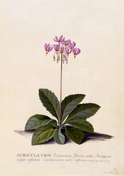 Auricula ursi, Kayan Yıldız, c.1744 (el ile boyanmış gravür) by Georg Dionysius Ehret