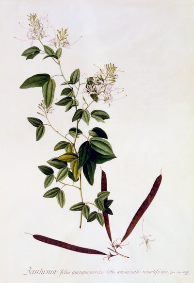 Bauhinia, c. 1745 el renkli gravür. by "Georg Dionysius Ehret