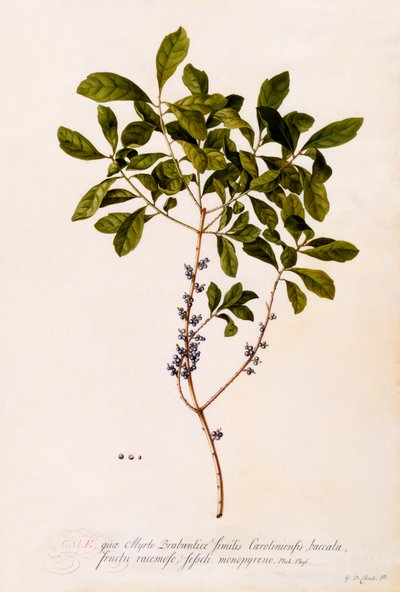 Bayberry veya Mersin. by "Georg Dionysius Ehret