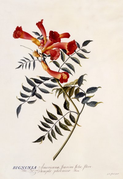 Bignonia Americana, c.1743 (el boyaması gravür) by Georg Dionysius Ehret